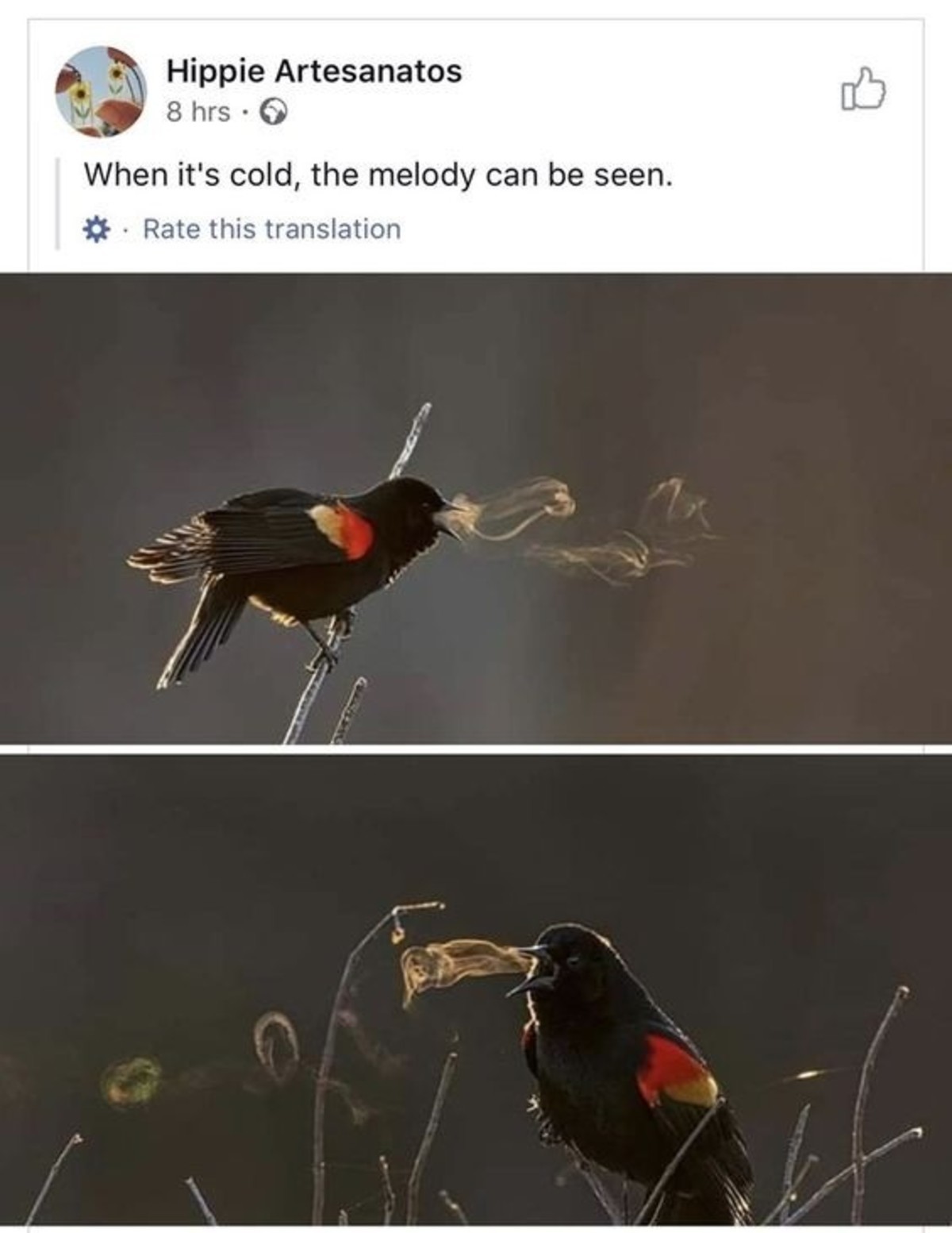 Birbs.jpg