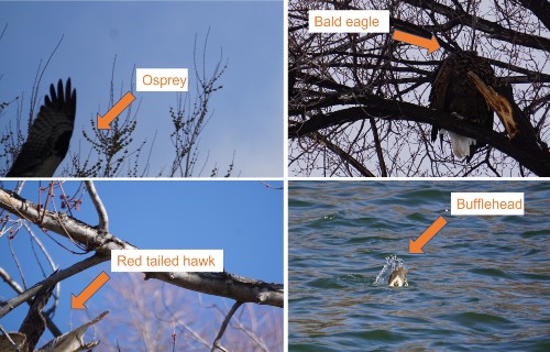 BirdPhotoFails.jpg