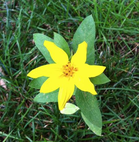 BirdSeedFlower.jpg