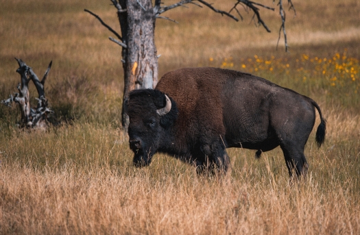 Bison2026.jpg