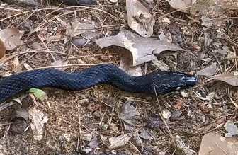 BlackRacer210619.jpeg