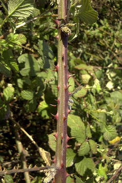 Blackberry_thorns.jpg