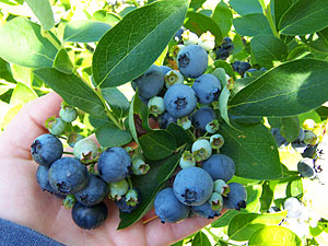 Blueberry-Cluster-1.jpg