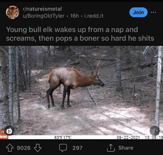 Boner.jpg