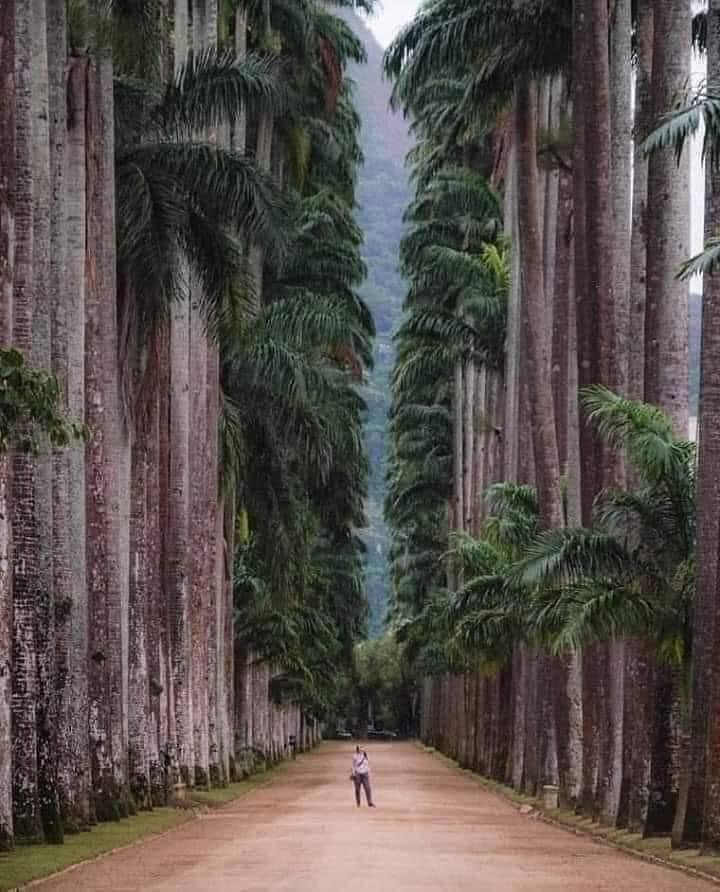 BotanicalparkRiodeJaneiro.jpg