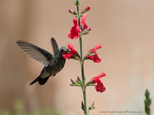 Broad-billed-Hum.jpg