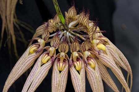 Bulbophyllum-Elizabeth-Ann-Jean-640x427.jpg