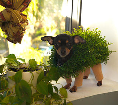 CHIA-PET-DOG-03-1320244628.jpeg