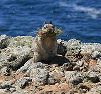 California_ground_squirrel.jpg