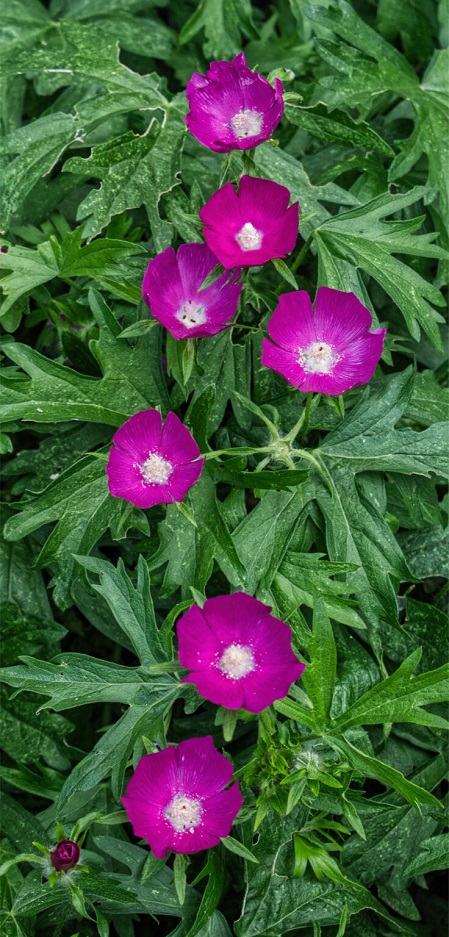 Callirhoe-involucrata-2-.jpg