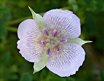 Calochortus-striatus.jpg