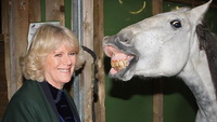 Camilla-Horse1.jpg