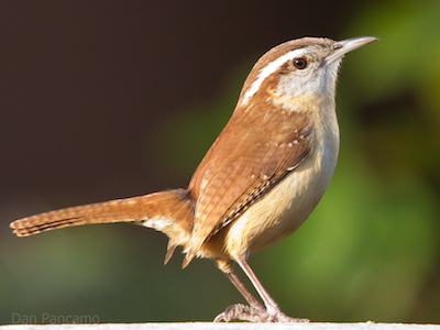 CarolinaWren.jpg