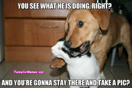 Cat-and-dog-Funny-Cat-Memes.jpg