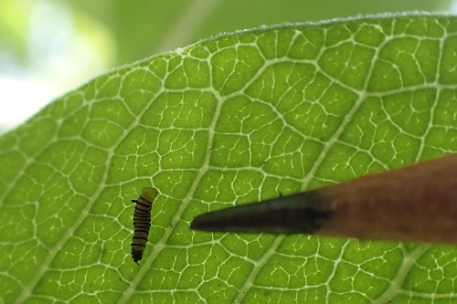 Caterpillar1.jpg