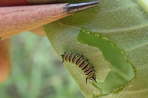 Caterpillar2.jpg