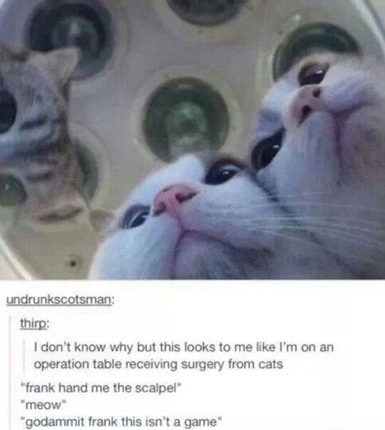 Cats.jpg
