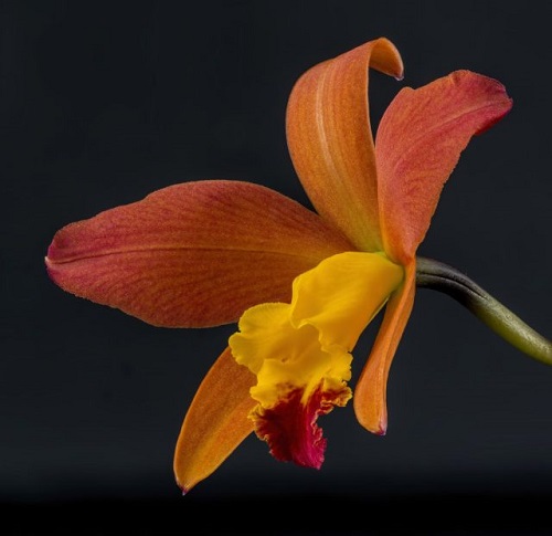 Cattleya-Aloha-Apricot.jpg