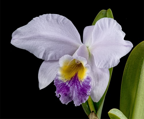 Cattleya-lavender.jpg