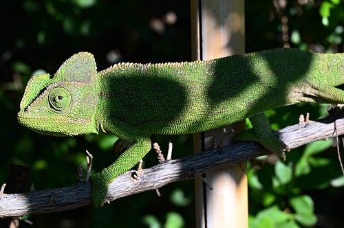 Chameleon1.jpg