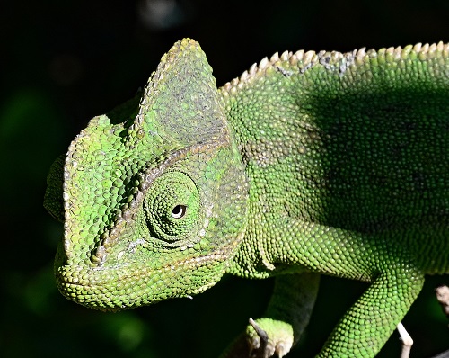 Chameleon2.jpg