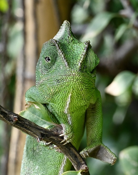 Chameleon3.jpg