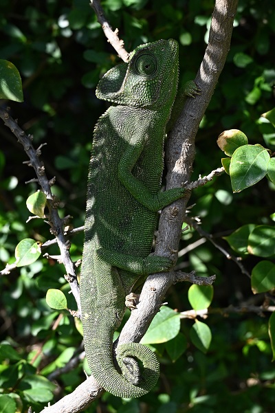 Chameleon4.jpg