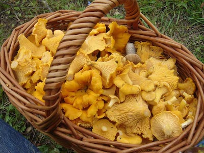 Chanterelle.jpg