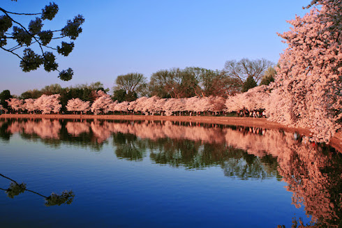 CherryBlossomTidalBasin.jpg