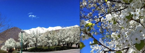 CherryTrees.jpg