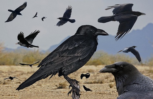 Chihuahuan_Raven_From_The_Crossley_ID_Guide_Eastern_Birds.jpg