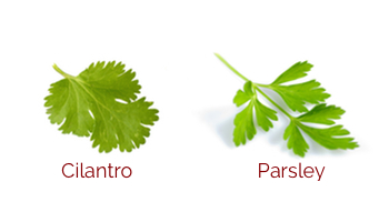 Cinatro_vs_parsley.jpg