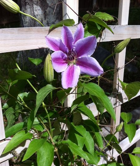 Clematis.jpg