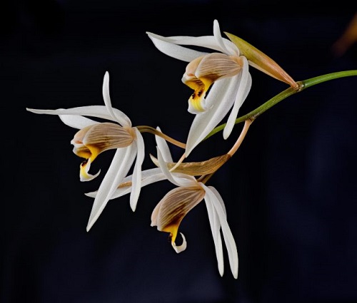 Coelogyne-graminifolia.jpg