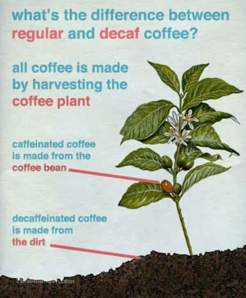 Coffee-Regular-vs.jpg