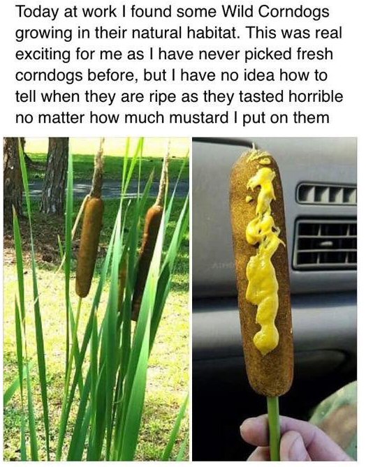 Corndog.jpg