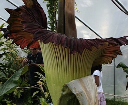 CorpseFlower.jpg