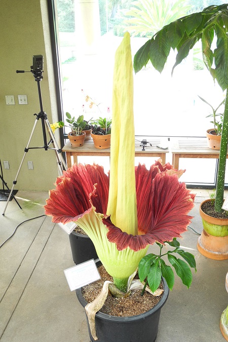 Corpse_Flower_Pasadena.jpg