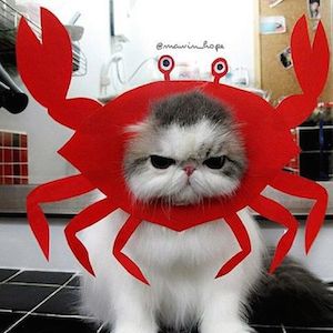 CrabbyKitty.JPG