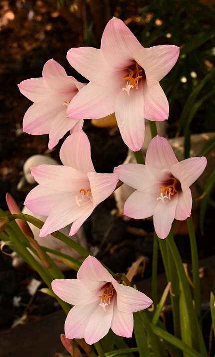 Crinum2n.jpg