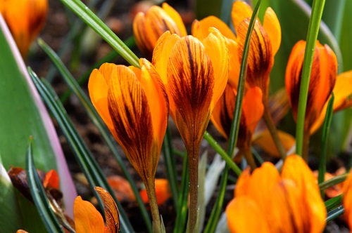 Crocus-Orange-Monarc.jpg