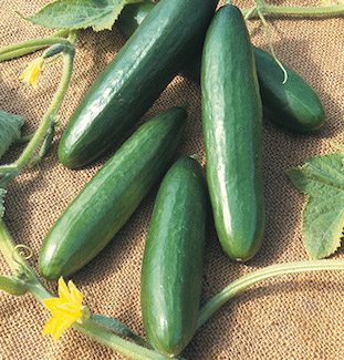 CucumberPicture.jpg