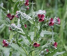 Cynoglossum_officinale.jpg