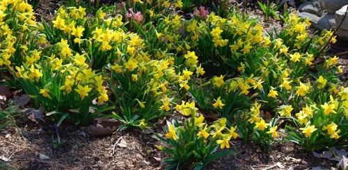 Daffodils-768x375.jpg