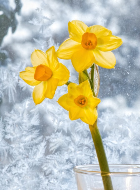 Dafft-1-768x10.jpg