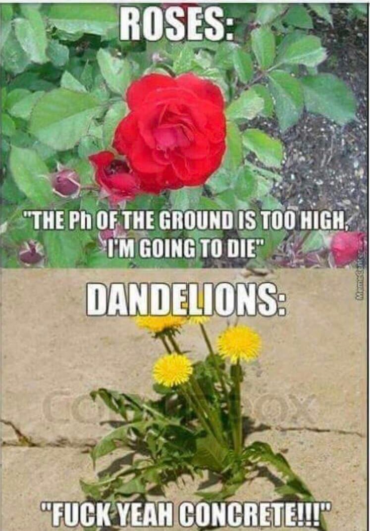 Dandelions.jpg