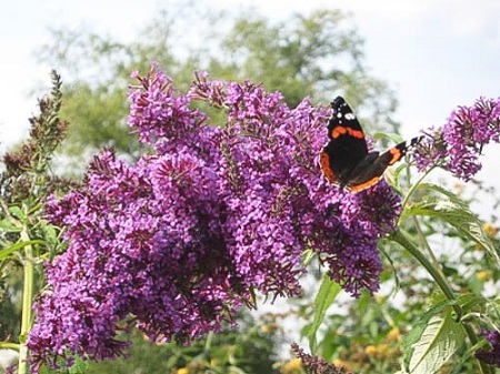 DartmoorwithRedAdmiral.jpg