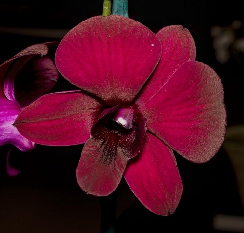 Dendrobium-Velvet-Melody.jpg