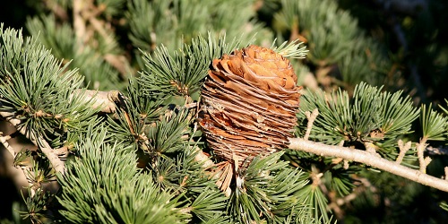 Deodar-Cedar-cone.jpg