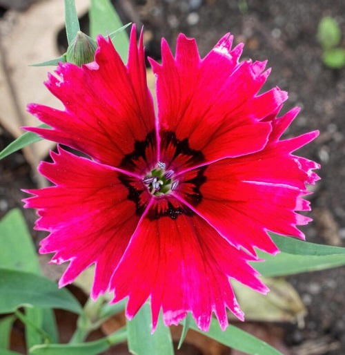 Dianthus-3-76.jpg